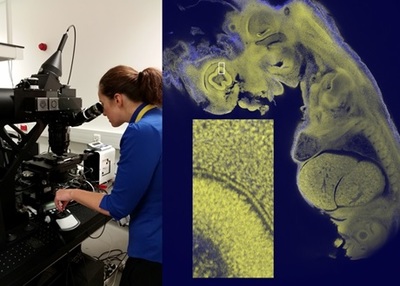 Ground Breaking 3D Imaging of Biomedical Samples