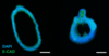 Organoid Progenitor Cells Suitable for Gene Editing